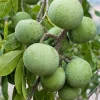 White Sapote Vernon Grafted Tree - Live Plant, 2 Feet Tall in 3 Gallon Pot - Image 1