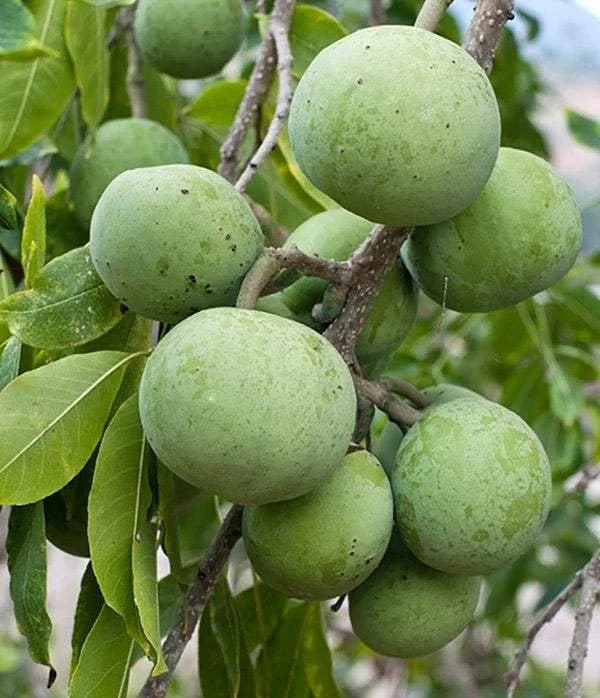 White Sapote Vernon Grafted Tree - Live Plant, 2 Feet Tall in 3 Gallon Pot - Image 1