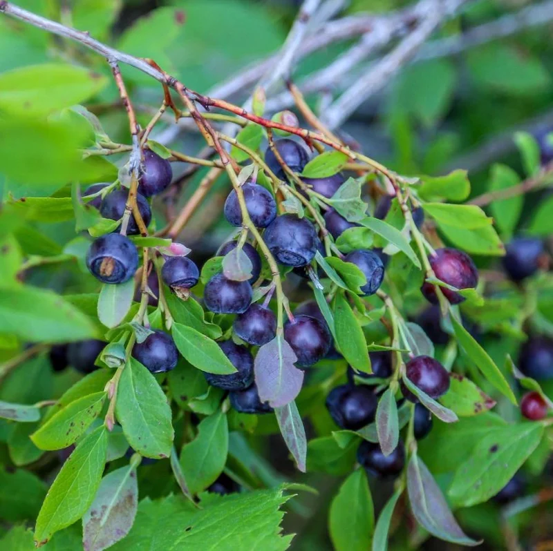 Wild Black Huckleberry Live Plant - Vaccinium Ovatum Shrub, 3-5 Inch Tall in 3 Inch Pot, Outdoor - Image 2