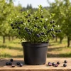 Wild Black Huckleberry Live Plant - Vaccinium Ovatum Shrub, 3-5 Inch Tall in 3 Inch Pot, Outdoor - Image 1