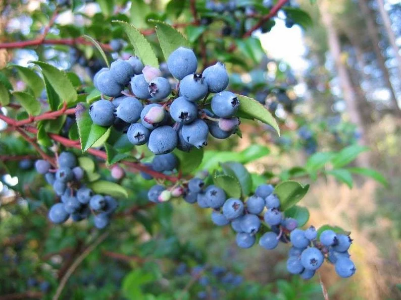Wild Huckleberry Live Plant Set of 2, 2-4 Inch Tall, Hardy Native Berry Shrubs in 1.5" Pots for Outdoor - Image 2