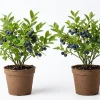 Wild Huckleberry Live Plant Set of 2, 2-4 Inch Tall, Hardy Native Berry Shrubs in 1.5" Pots for Outdoor - Image 1