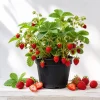 Wild Strawberry Live Plant – 3 Inch Pot – Low Growing Ground Cover & Berry Plant – Outdoor - Image 1
