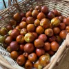 Winter Jujube Live Plant - 2 Year Old Ziziphus Jujuba Tree - Cold Hardy Fruit - Image 1