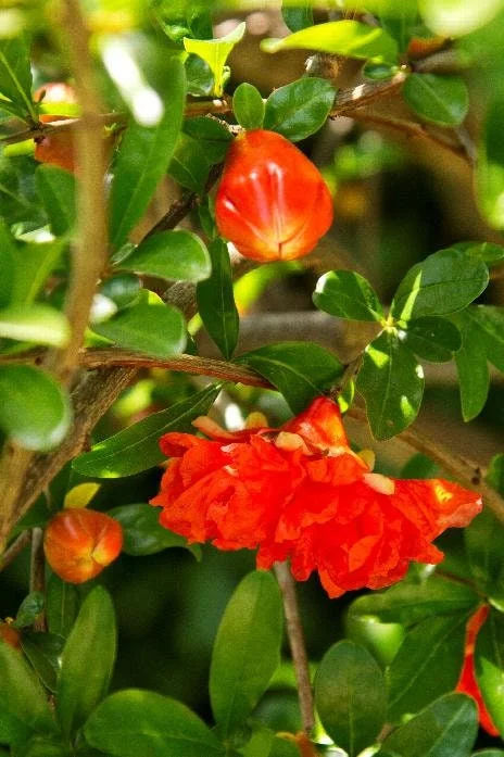 Wonderful Pomegranate Live Plant – 1 to 2 Feet Tall – Ships in 6" Pot – Outdoor Fruit Tree - Image 2