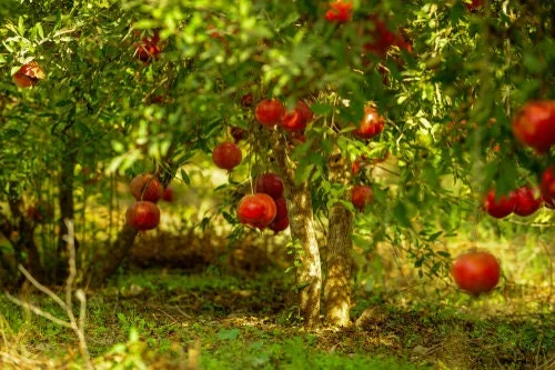 Wonderful Pomegranate Live Plant – 2-3 Ft Tall – 3 Gallon Pot – Outdoor Fruit Tree Wonderful Pomegranate Live Plant – 2-3 Ft Tall – 3 Gallon Pot – Outdoor Fruit Tree - Image 3