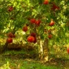 Wonderful Pomegranate Live Plant – 3-4 Ft Tall in 3 Gallon Pot – Outdoor Fruit Tree Wonderful Pomegranate Live Plant – 3-4 Ft Tall in 3 Gallon Pot – Outdoor Fruit Tree - Image 1