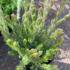 Woolly Bush Live Plant - Adenanthos Sericeus - 6 inch Pot - Outdoor Shrub Woolly Bush Live Plant - Adenanthos Sericeus - 6 inch Pot - Outdoor Shrub - Image 1