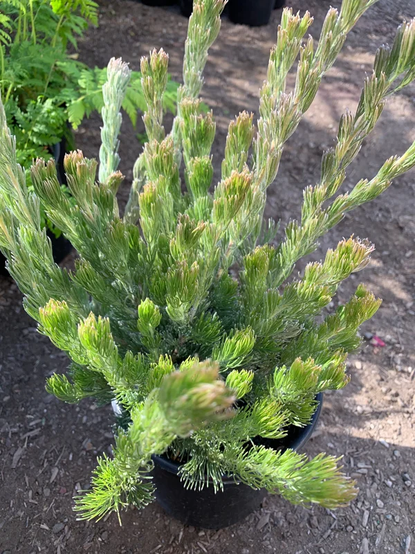 Woolly Bush Live Plant - Adenanthos Sericeus - 6 inch Pot - Outdoor Shrub - Image 1