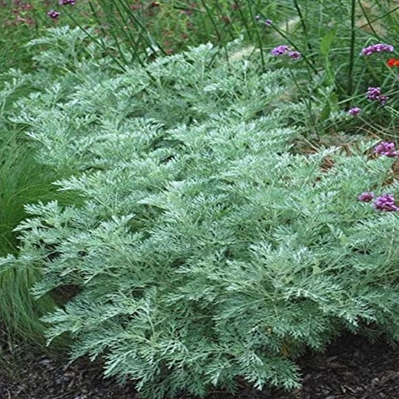Wormwood Herb Live Plant – 1 Foot Tall – Ships in 6" Pot – Medicinal - Image 2