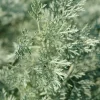 Wormwood Herb Live Plant – 1 Foot Tall – Ships in 6" Pot – Medicinal - Image 1