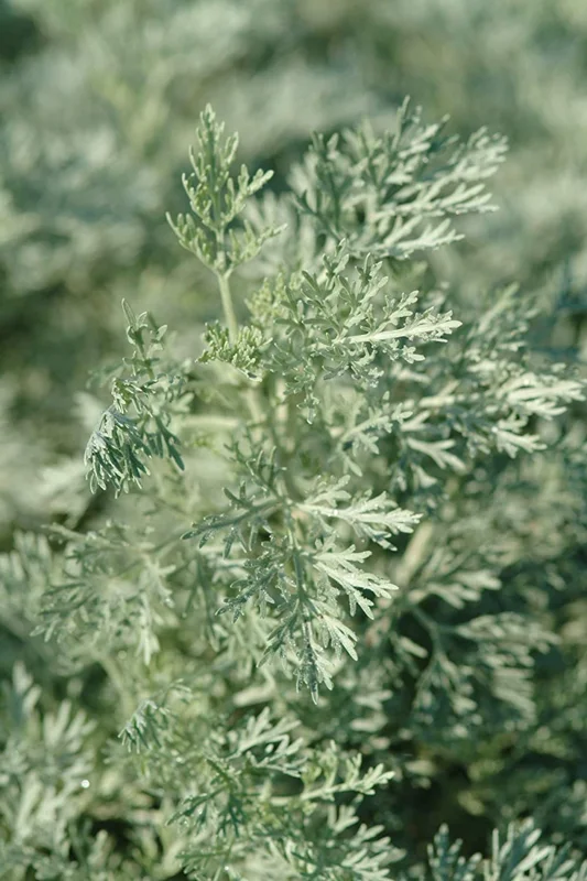 Wormwood Herb Live Plant – 1 Foot Tall – Ships in 6" Pot – Medicinal - Image 1