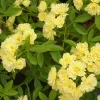Yellow Banksia Rose (Rosa Banksiae 'Lutea') – Climbing Rose Live Plant – 6 inch Pot - Image 1