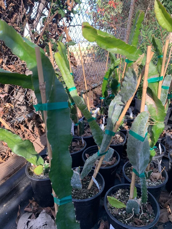 Yellow Dragon Fruit Live Plant – 1 Foot Tall – Ships in 6 Inch Pot - Image 2