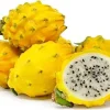 Yellow Dragon Fruit Live Plant – 1 Foot Tall – Ships in 6 Inch Pot - Image 1