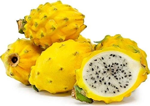 Yellow Dragon Fruit Live Plant – 1 Foot Tall – Ships in 6 Inch Pot - Image 1