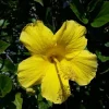Yellow Hibiscus Live Plant – 1' Tall Shrub – Ship in 6" Pot – Tropical Outdoor - Image 1