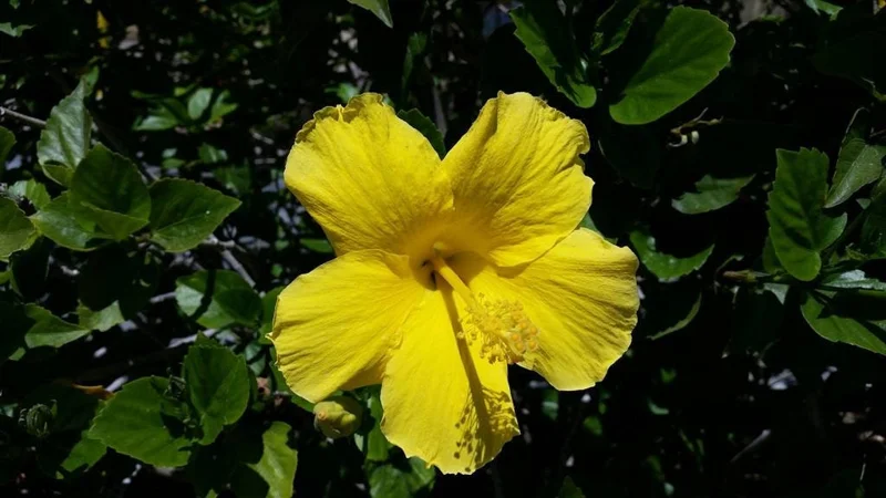 Yellow Hibiscus Live Plant – 1' Tall Shrub – Ship in 6" Pot – Tropical Outdoor - Image 1