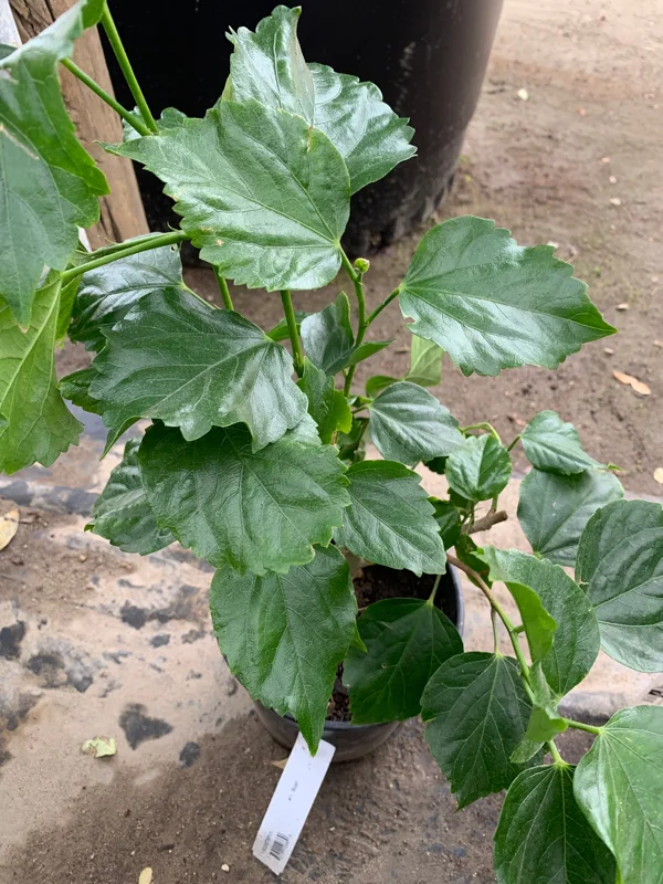 Yellow Hibiscus Live Plant – 1' Tall Shrub – Ship in 6" Pot – Tropical Outdoor - Image 2