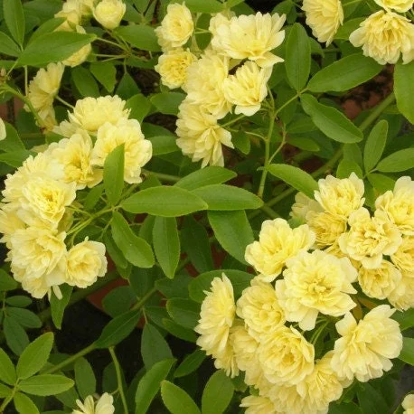 Yellow Rose 'Lutea' Climbing Rose Live Plant – 6 inch Pot - Image 1