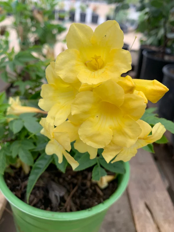 Yellow Tacoma Sun Trumpet Live Plant - 6 inch Pot - Outdoor Flowering Shrub - Image 2