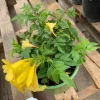 Yellow Tacoma Sun Trumpet Live Plant - 6 inch Pot - Outdoor Flowering Shrub Yellow Tacoma Sun Trumpet Live Plant - 6 inch Pot - Outdoor Flowering Shrub - Image 1