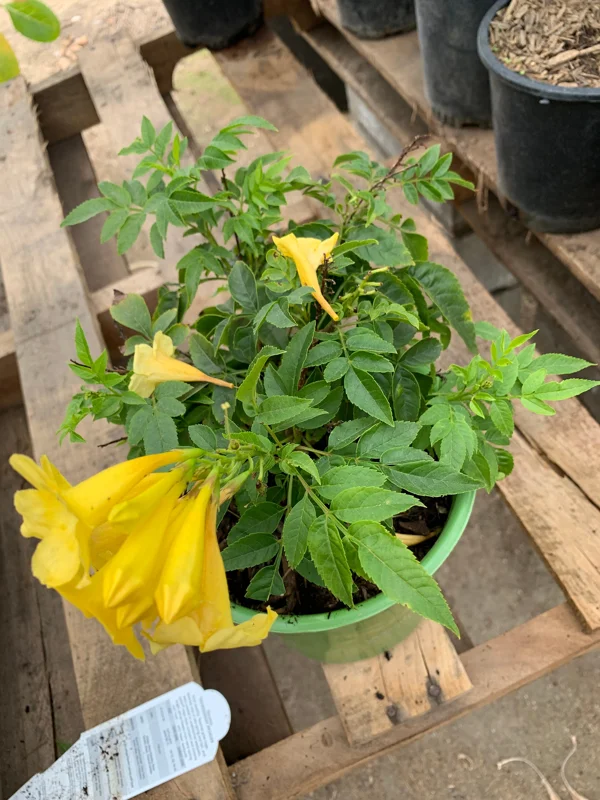 Yellow Tacoma Sun Trumpet Live Plant - 6 inch Pot - Outdoor Flowering Shrub - Image 1