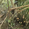 1 Beehive Ginger Rhizome - Zingiber Spectabile Tropical Flower Bulb - Peach Blooms - Image 1