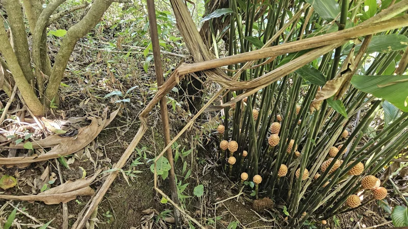 1 Beehive Ginger Rhizome - Zingiber Spectabile Tropical Flower Bulb - Peach Blooms - Image 1