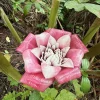 1 Malay Rose Ginger Rhizome - Etlingera Venusta Tropical Exotic Blooms - Image 1