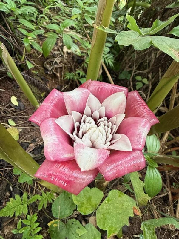 1 Malay Rose Ginger Rhizome - Etlingera Venusta Tropical Exotic Blooms - Image 1