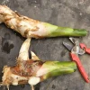 1 Siam Rose Torch Ginger Rhizome - Exotic Tropical Flower Live Plant - Image 1