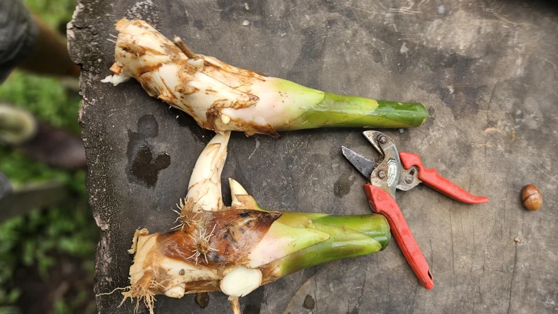 1 Siam Rose Torch Ginger Rhizome - Exotic Tropical Flower Live Plant - Image 1