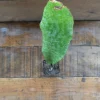 1 Snake plant in 4 inch pot. Sansavieria Zeylanica, Super easy to care plant that will quickly multiply 1 Snake plant in 4 inch pot. Sansavieria Zeylanica, Super easy to care plant that will quickly multiply - Image 1