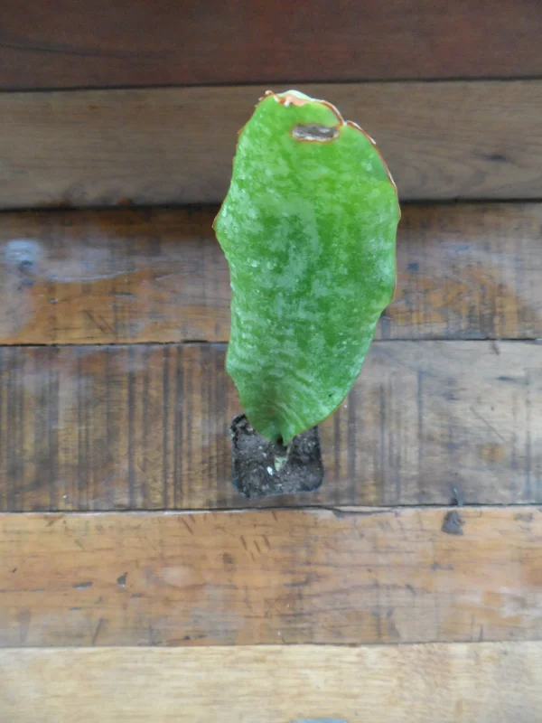 1 Snake plant in 4 inch pot. Sansavieria Zeylanica, Super easy to care plant that will quickly multiply - Image 1
