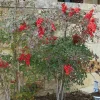 10 Nandina Tree Live Plants 6-12 Inch Tall - Heavenly Bamboo Shrubs - Image 1
