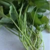 10 Red Japanese Sweet Potato Slips - Ipomoea batatas - Edible Vine - Image 1