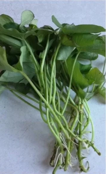 10 Red Japanese Sweet Potato Slips - Ipomoea batatas - Edible Vine - Image 1