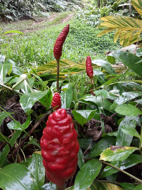 10 Shampoo Ginger Rhizomes - Zingiber zerumbet Tropical Plant - Awapuhi Kuahiwi - Image 1