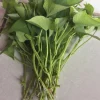 10 White Sweet Potato Slips - Ipomoea batatas Live Plants 3-6" Tall - Image 1