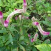 100x Celosia Argentea Seeds - Edible Amaranth, Cockscomb, Easy Grow - Image 1