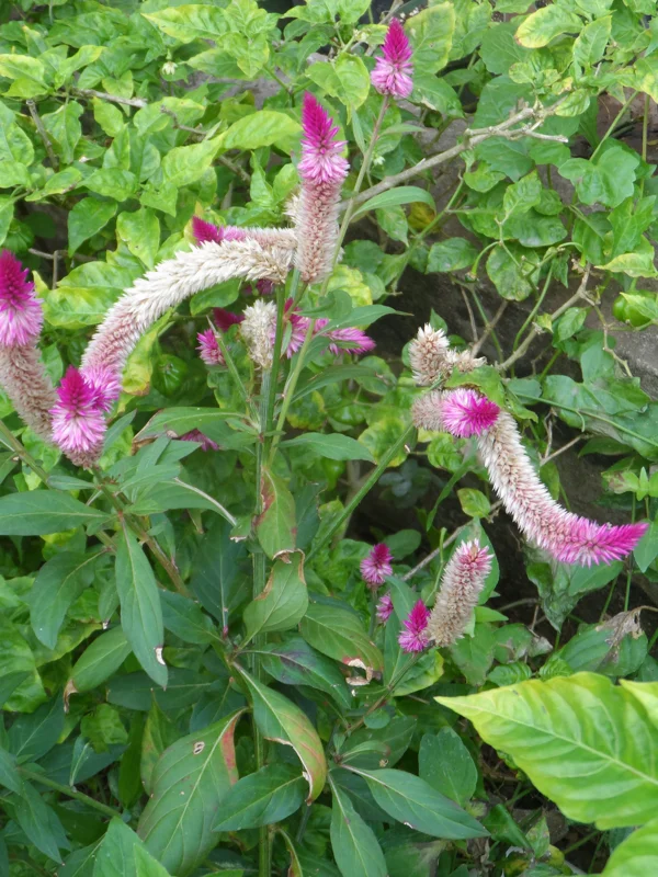 100x Celosia Argentea Seeds - Edible Amaranth, Cockscomb, Easy Grow - Image 1