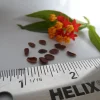 10x Tropical Milkweed Seeds - Asclepias curassavica - Attracts Butterflies - Image 1