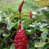 12 Shampoo Ginger Rhizomes - Zingiber zerumbet Pine Cone Plant - Image 1