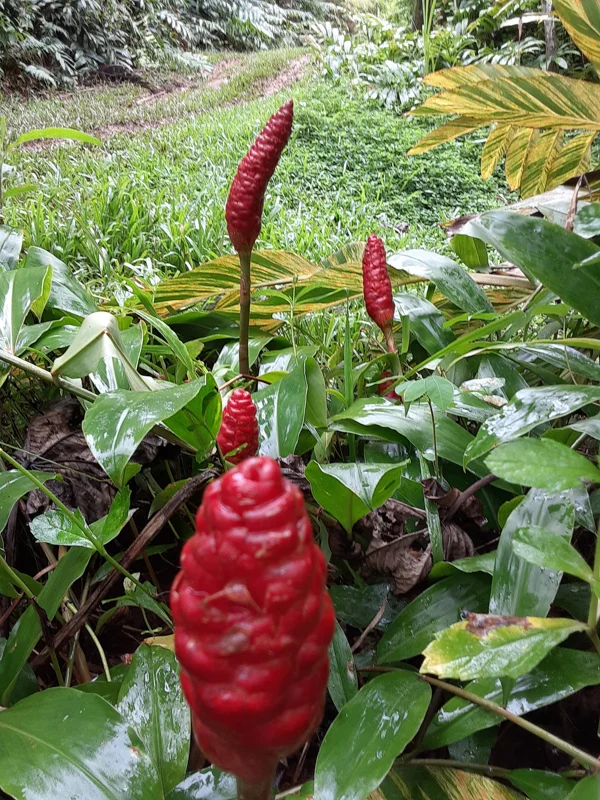 12 Shampoo Ginger Rhizomes - Zingiber zerumbet Pine Cone Plant - Image 1