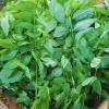 15 Katuk Cuttings - Unrooted Sauropus androgynus Edible Perennial Vegetable - Image 1