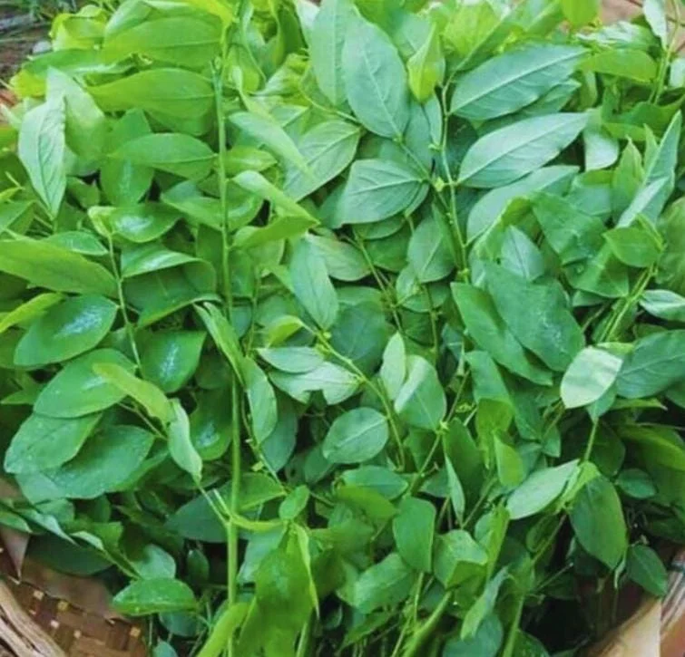 15 Katuk Cuttings - Unrooted Sauropus androgynus Edible Perennial Vegetable - Image 1