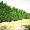 15 Leyland Cypress Live Trees 6-12 Inch Tall - Fast Growing Privacy Screen - Image 1