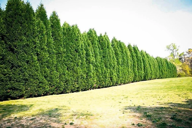 15 Leyland Cypress Live Trees 6-12 Inch Tall - Fast Growing Privacy Screen - Image 1