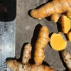 2 Black Curcuma Rhizomes - Tropical Plant Bulbs for Vibrant Purple Flowers - Image 1